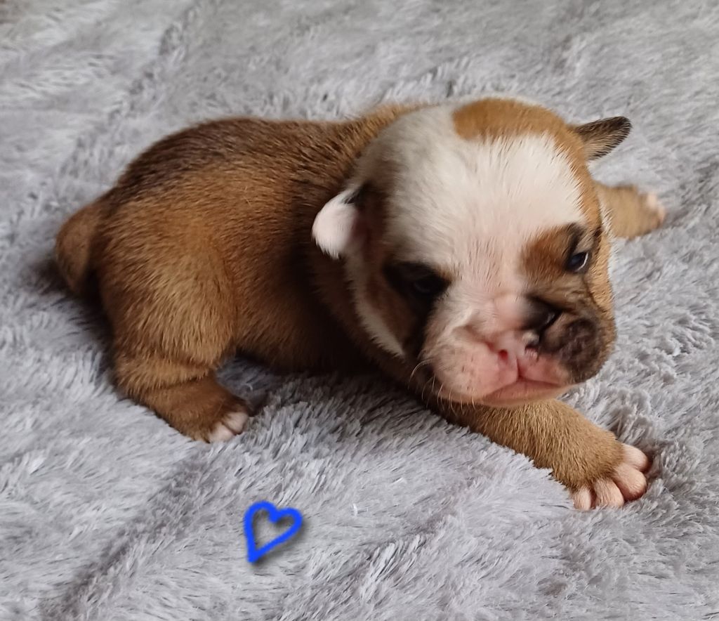 Des Terres De La Marquise - Chiots disponibles - Bulldog Anglais