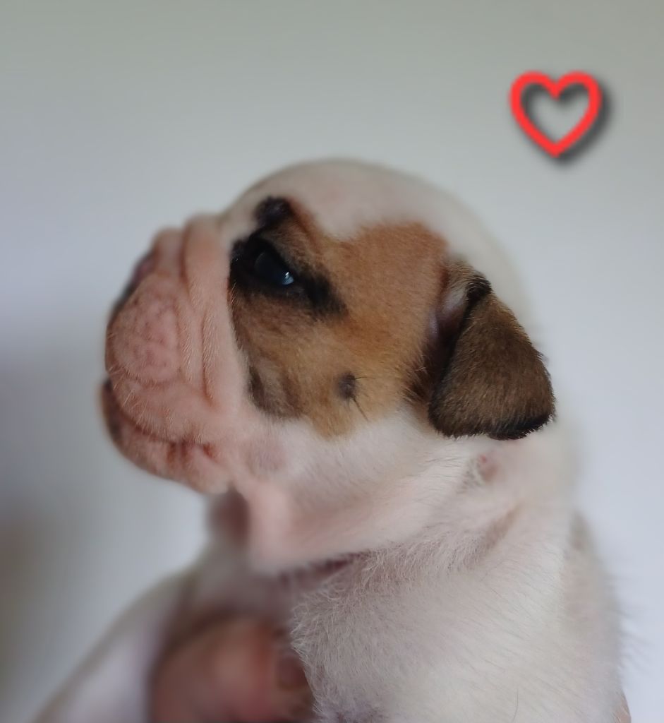 Des Terres De La Marquise - Chiots disponibles - Bulldog Anglais