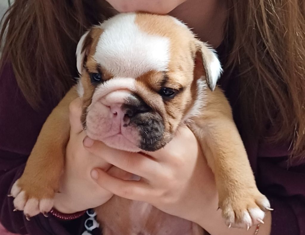 Des Terres De La Marquise - Chiots disponibles - Bulldog Anglais