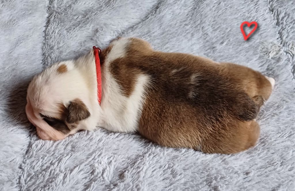 Des Terres De La Marquise - Chiots disponibles - Bulldog Anglais