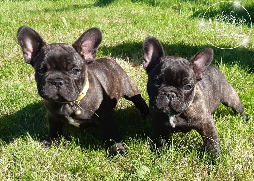 Chiot Bouledogue français Des Terres De La Marquise