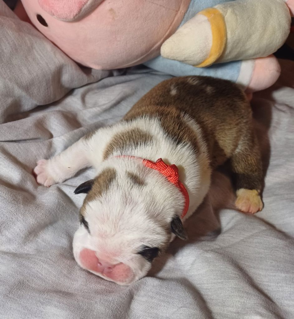 Des Terres De La Marquise - Chiots disponibles - Bulldog Anglais