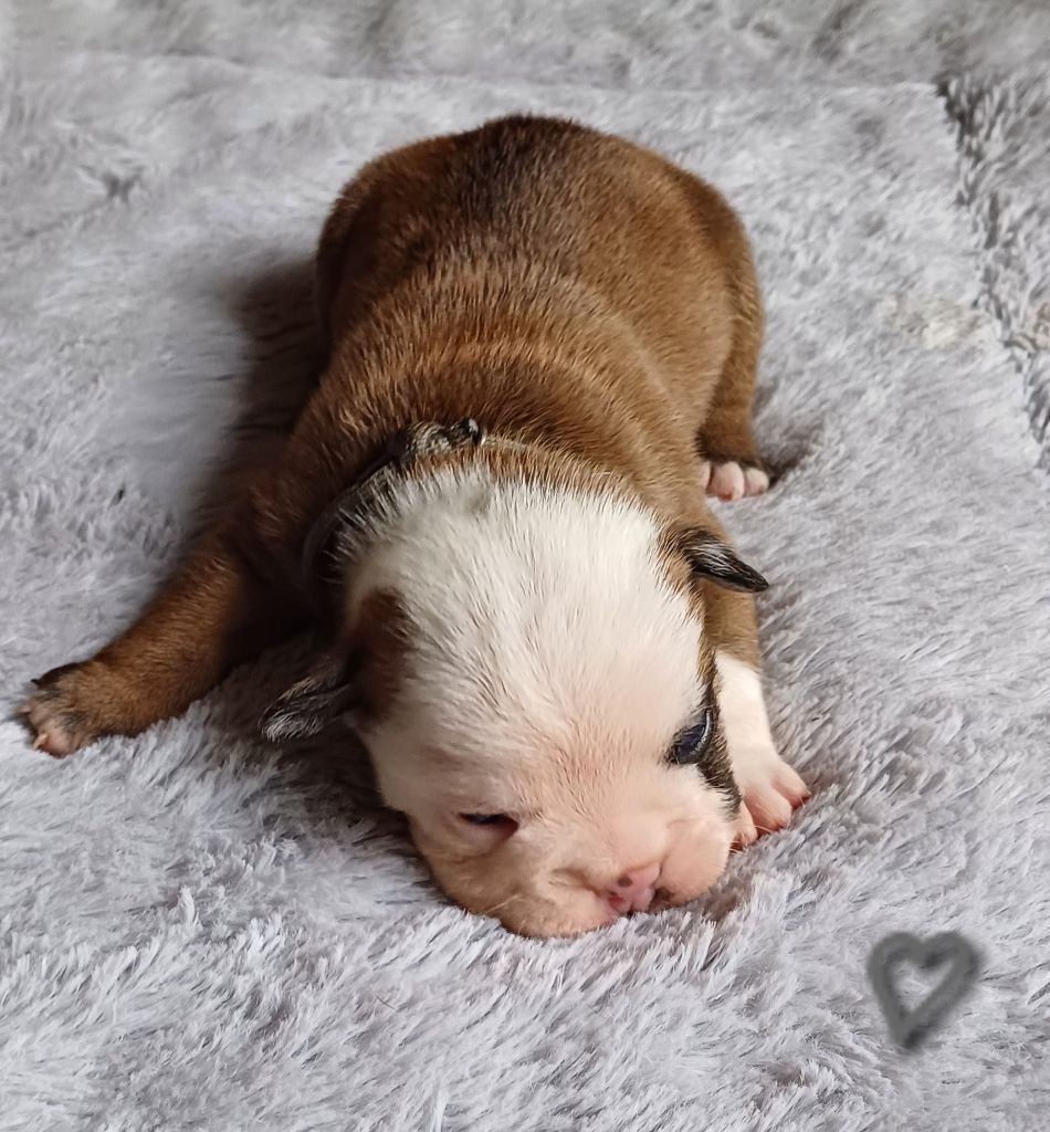 Des Terres De La Marquise - Chiots disponibles - Bulldog Anglais