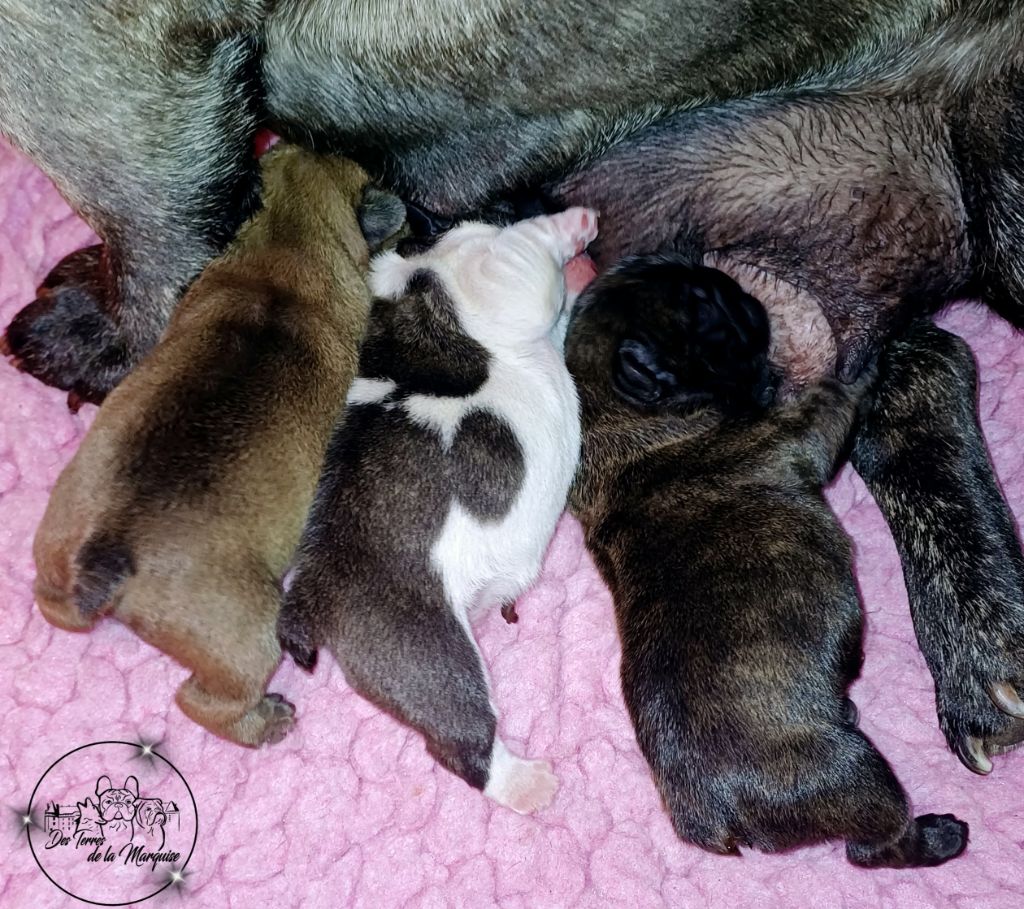 Chiot Bouledogue français Des Terres De La Marquise