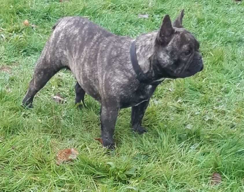 Des Terres De La Marquise - Chiots disponibles - Bouledogue français