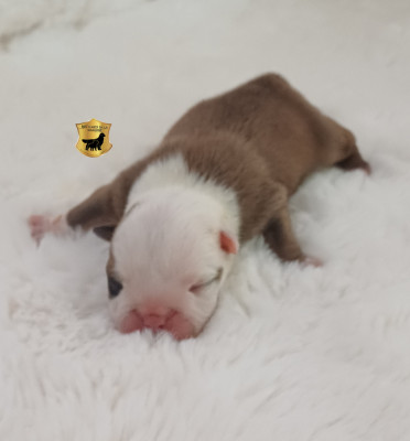 Bambi ( nom provisoire)