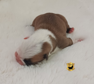 Buddy ( nom provisoire)