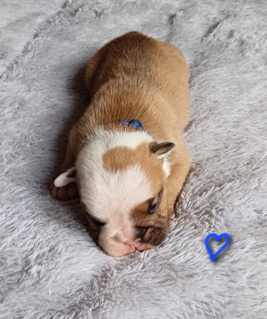 Chiot Bulldog Anglais Des Terres De La Marquise