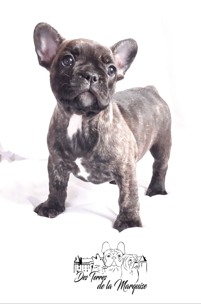 Des Terres De La Marquise - Chiots disponibles - Bouledogue français