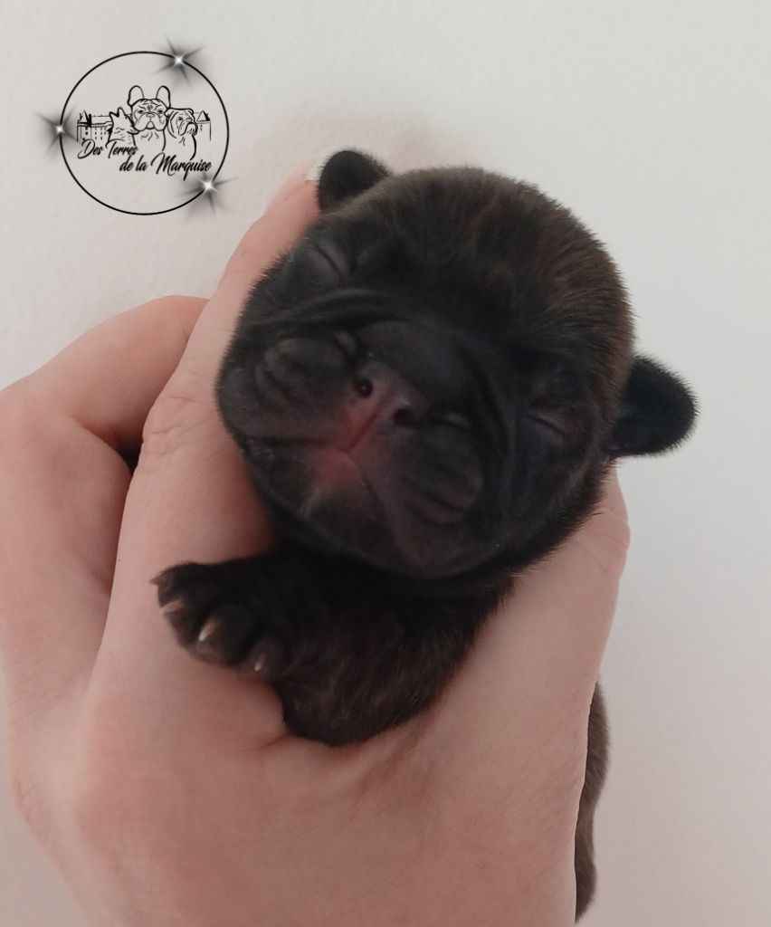 Des Terres De La Marquise - Chiots disponibles - Bouledogue français