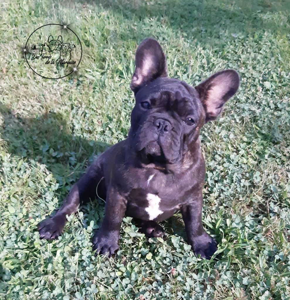 Ugo