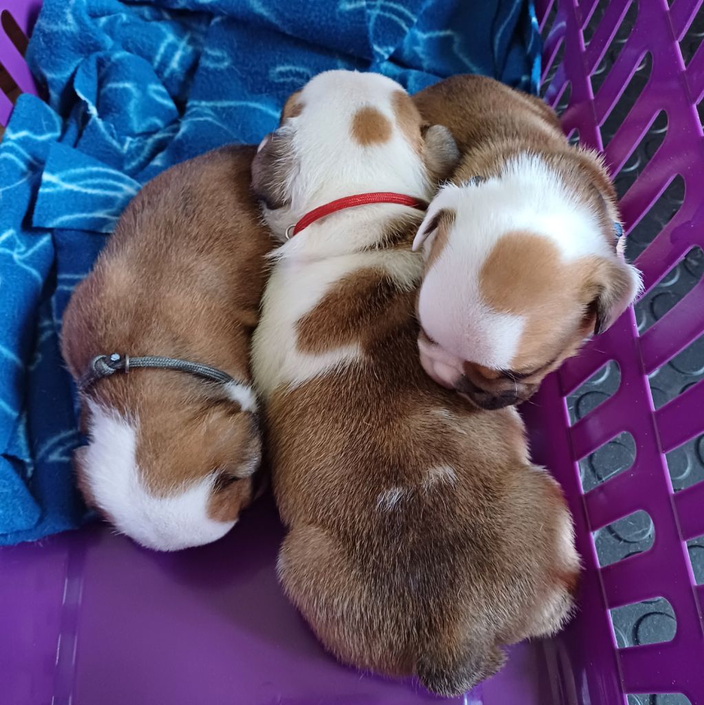 Chiot Bulldog Anglais Des Terres De La Marquise