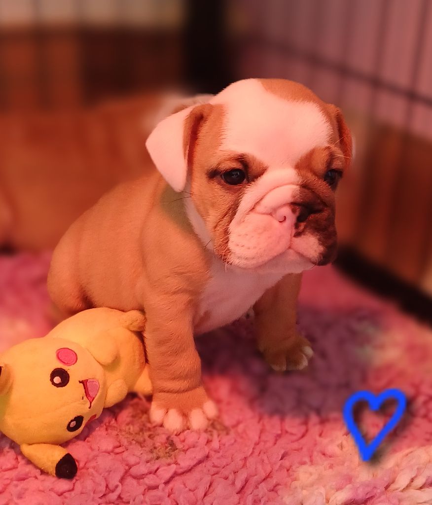 Chiot Bulldog Anglais Des Terres De La Marquise
