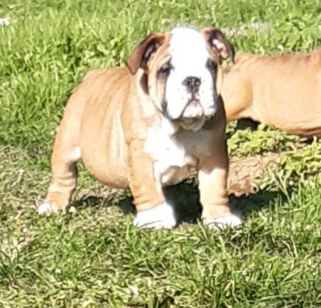 Des Terres De La Marquise - Bulldog Anglais - Portée née le 09/09/2022