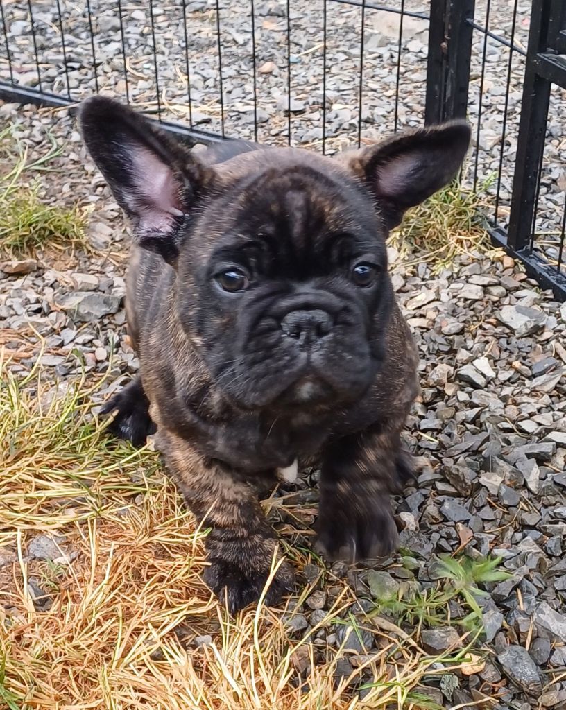Des Terres De La Marquise - Chiots disponibles - Bouledogue français