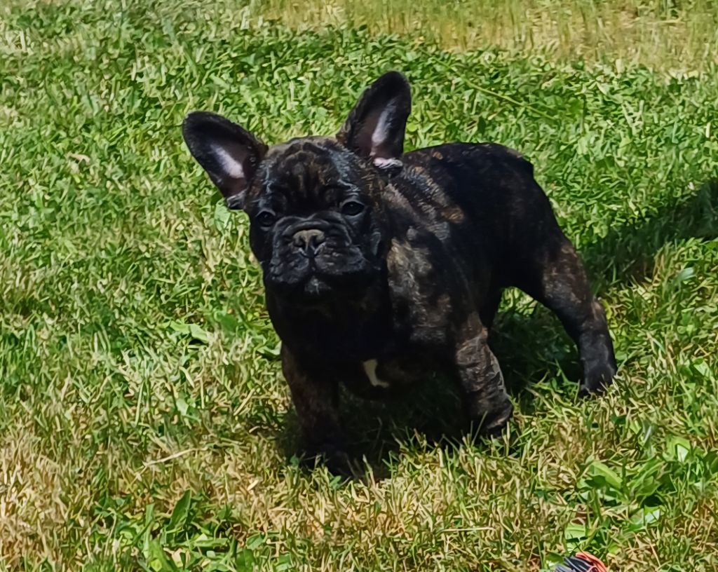 Des Terres De La Marquise - Chiots disponibles - Bouledogue français