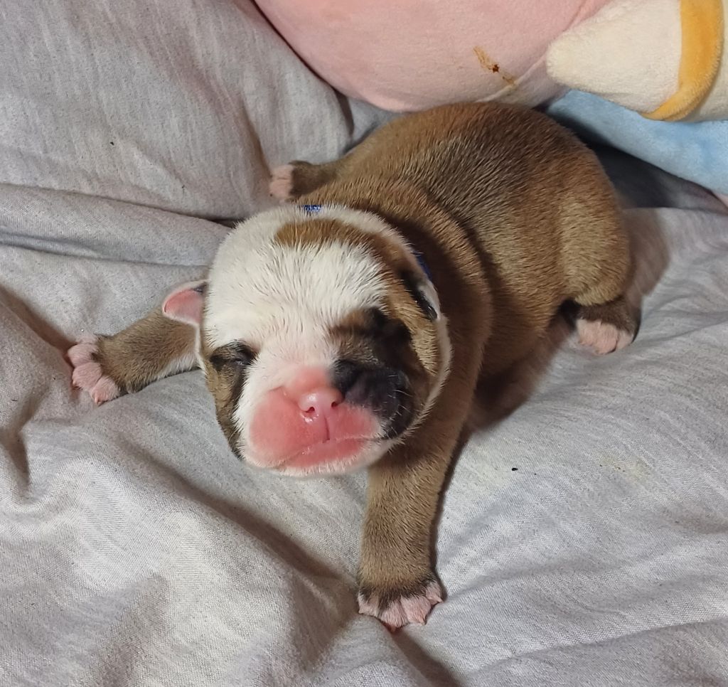 Chiot Bulldog Anglais Des Terres De La Marquise