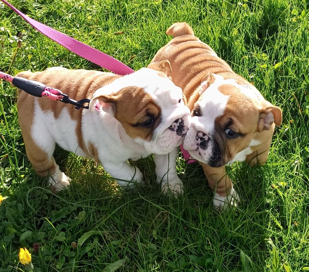 Accueil Elevage Des Terres De La Marquise Eleveur De Chiens Bulldog 